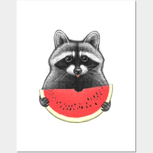 Raccoon eating watermelon Posters and Art